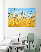 Obraz Pšeničné pole